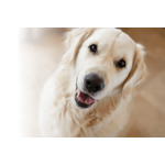 Parkside Animal Hospital logo