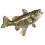Bob's Taxidermy logo