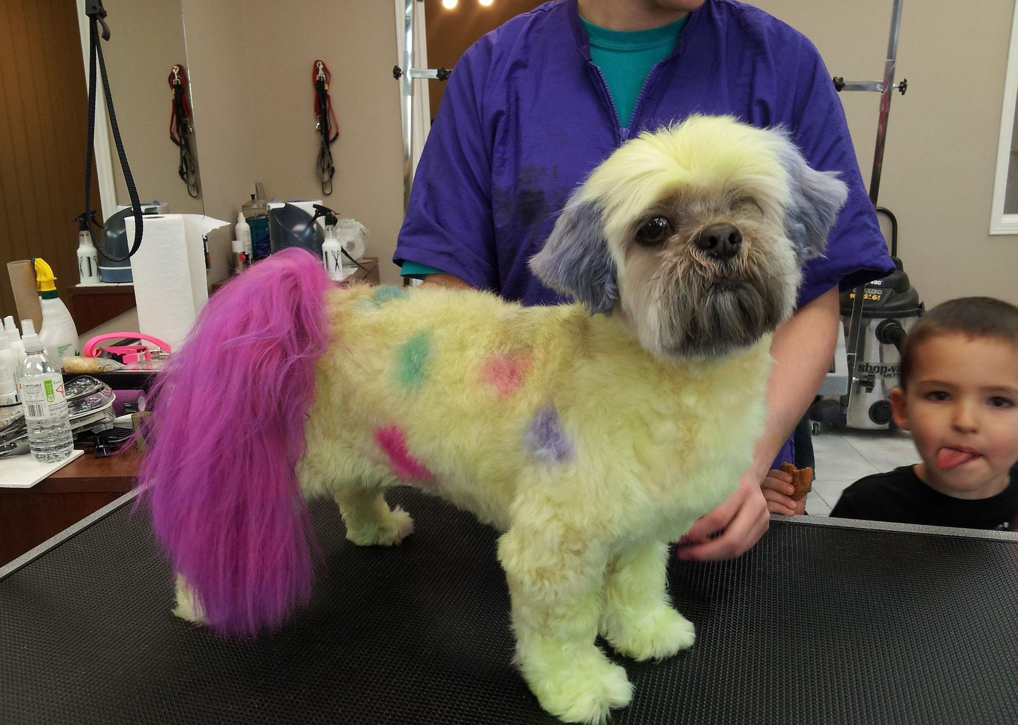 Auntie Sherry & Friends Grooming Parlour Sudbury, ON Northern