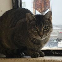 Society For Animals In Distress logo