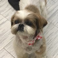 Cutie-Paws Dog Grooming logo