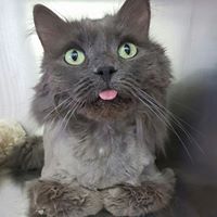 Martindale Cat Boarding logo