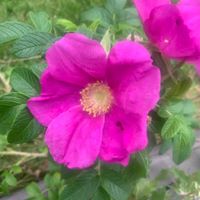 Gilles Lake Beach logo