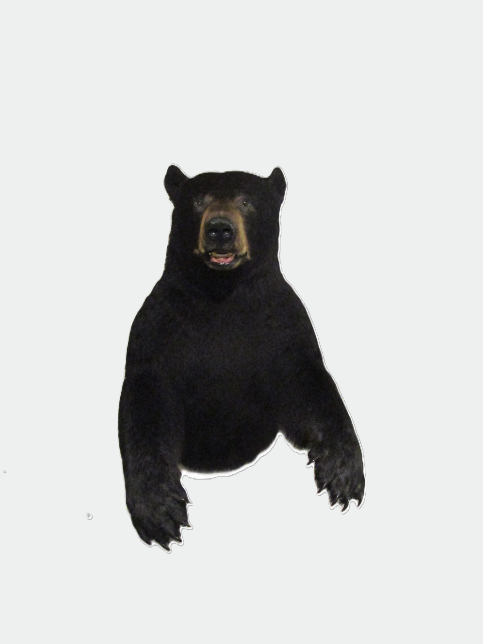 Northern Mount Taxidermy logo