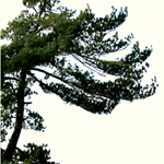 Logan's Funeral Home & Chapel logo