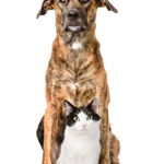 Centennial Animal Hospital logo