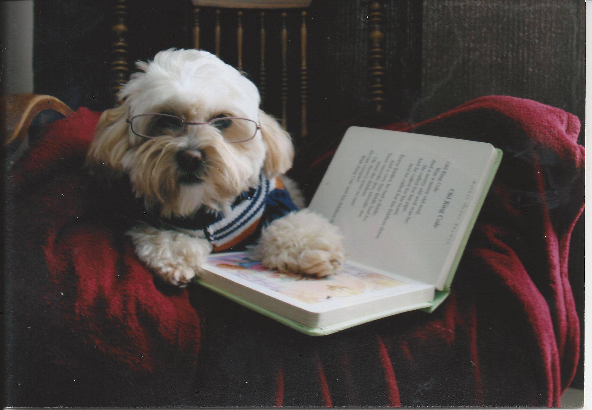 Barrydowne Animal Hospital Sudbury, ON Northern Ontario Local